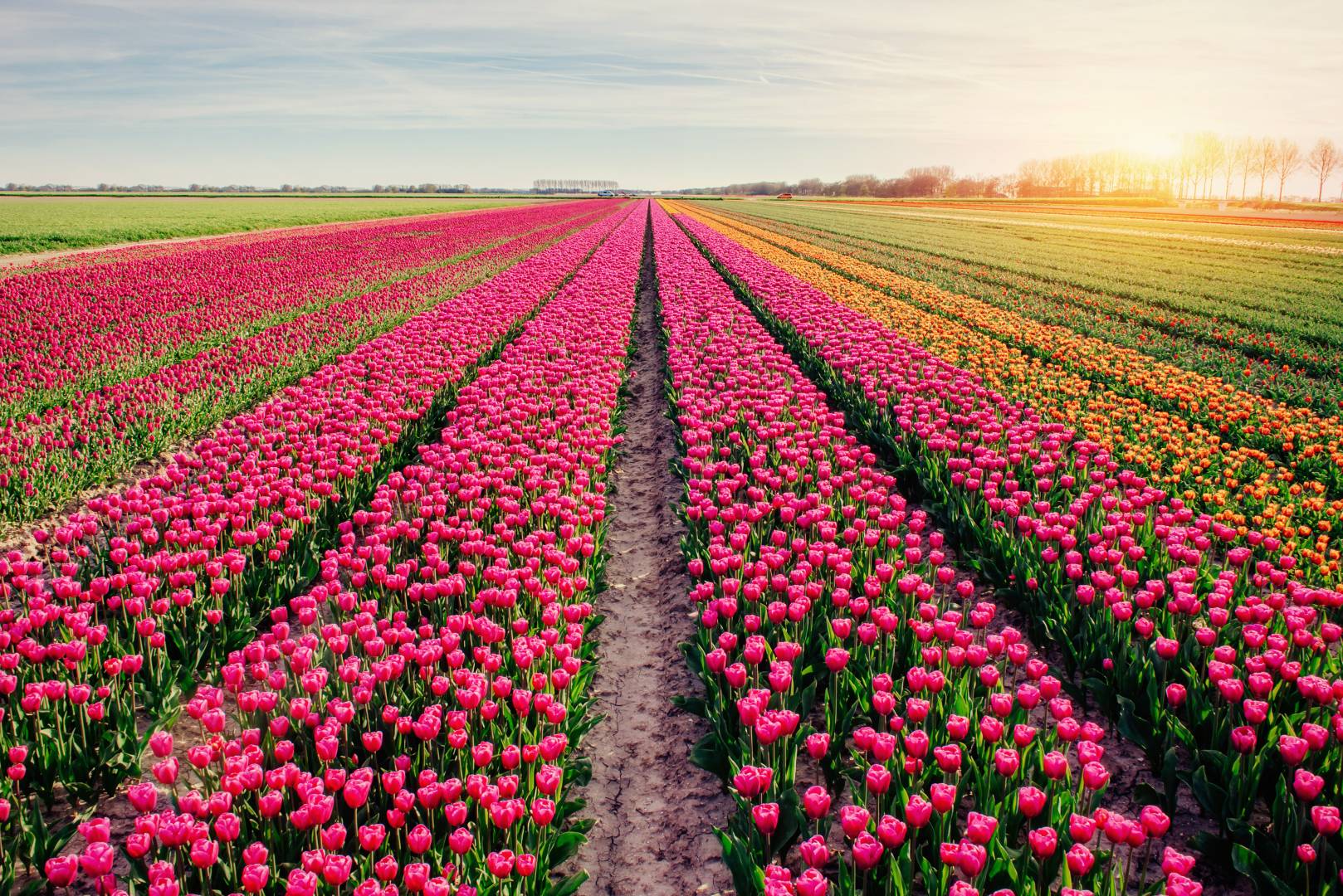 beautiful-tulips-field-in-the-netherlands-holland-2023-11-27-05-36-35-utc